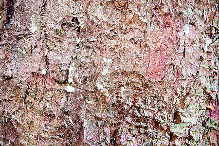 以高分辨率特写非常详细的树皮纹理松树地衣树木风化皮肤树干橡木桦木木头植物图片