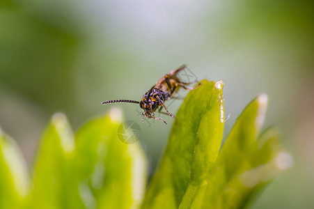 小苍蝇在我的季节 鹅莓巴士动物群野生动物环境森林条纹瓢虫甲虫花园荒野热带图片
