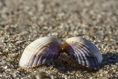 在波罗的海海滩的海贝壳中 将两半围在一起气候珍珠海浪假期海滨海洋海星康复荒野蜗牛图片
