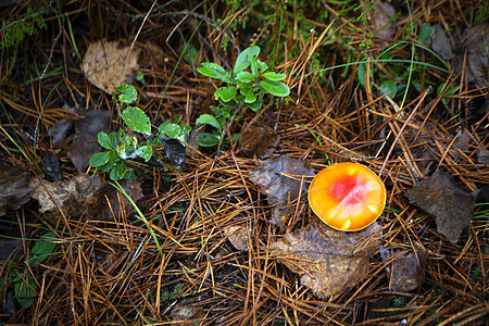 秋天背景野生森林中闪亮的橙色Agaric图片