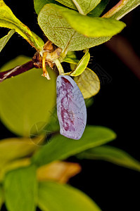 蜂蜜带甜点花园营养植物园艺叶子紫色收成蓝色金银花图片