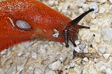 蜗牛 阿利翁鲁弗斯鼻涕虫粘液状宏观橙子红色动物荒野害虫花园软体图片