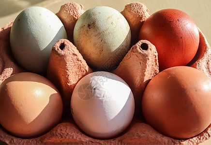 在带有不同颜色鸡蛋的盒子中选择焦点视图蛋壳团体健康饮食脆弱性家禽母鸡蛋盒饮食产品农业图片