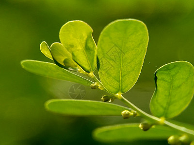 绿色菲兰图斯尿叶美尼兰 苦室 草 碎石 破石器 叶花具有天然背景碎石机插图热带墙纸植物季节环境树叶生活叶子图片