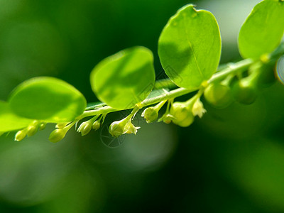 绿色菲兰图斯尿叶美尼兰 苦室 草 碎石 破石器 叶花具有天然背景叶子生长蔬菜碎石机花园发芽植物群摄影树叶插图图片