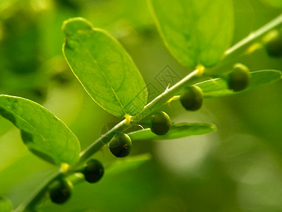 绿色菲兰图斯尿叶美尼兰 苦室 草 碎石 破石器 叶花具有天然背景墙纸树叶季节摄影药品插图宏观植物群叶子植物图片