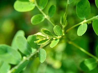 绿色菲兰图斯尿叶美尼兰 苦室 草 碎石 破石器 叶花具有天然背景草本植物宏观药品发芽摄影地球热带植物生活墙纸图片