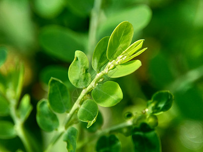 绿色菲兰图斯尿叶美尼兰 苦室 草 碎石 破石器 叶花具有天然背景树叶插图药品发芽植物群花园季节宏观摄影墙纸图片