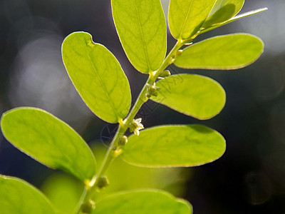 绿色菲兰图斯尿叶美尼兰 苦室 草 碎石 破石器 叶花具有天然背景植物学宏观植物碎石机草本植物叶子热带环境植物群季节图片