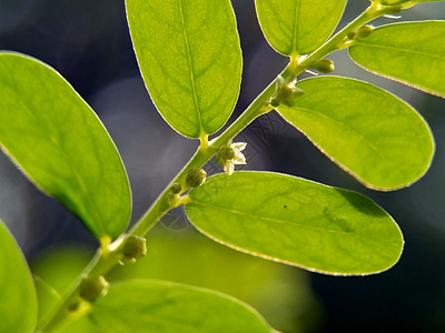 绿色菲兰图斯尿叶美尼兰 苦室 草 碎石 破石器 叶花具有天然背景插图宏观生长摄影药品地球环境花园发芽蔬菜图片