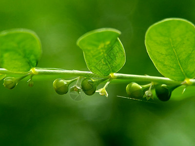 绿色菲兰图斯尿叶美尼兰 苦室 草 碎石 破石器 叶花具有天然背景地球植物季节环境草本植物摄影蔬菜花园生活碎石机图片