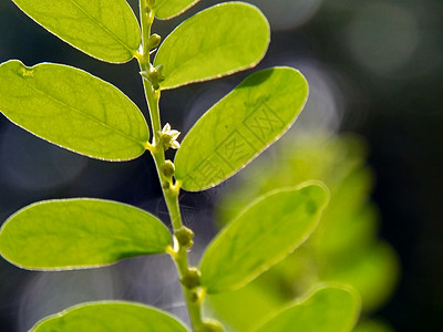 绿色菲兰图斯尿叶美尼兰 苦室 草 碎石 破石器 叶花具有天然背景药品碎石机植物群宏观植物生长植物学摄影蔬菜花园图片