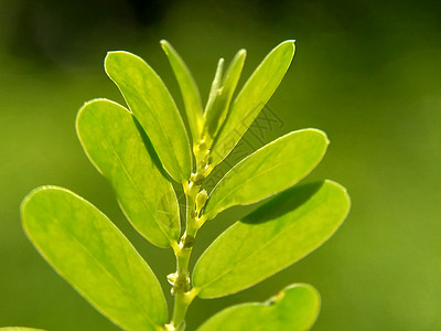 绿色菲兰图斯尿叶美尼兰 苦室 草 碎石 破石器 叶花具有天然背景生长生活植物学热带植物宏观发芽药品插图草本植物图片