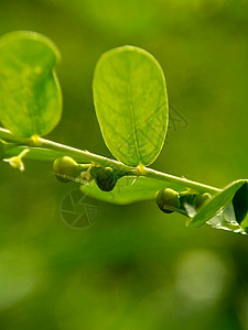 绿色菲兰图斯尿叶美尼兰 苦室 草 碎石 破石器 叶花具有天然背景发芽树叶生长植物墙纸地球环境植物群叶子植物学图片