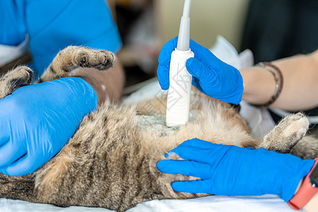 手医生兽医通过对家猫的超声波检查进行兽医检查专家扫描器助手机器腹部医生动物治疗考试护士背景