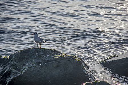 海观和海鸥的自然性质翅膀鸟类旅行收藏动物羽毛海鸟自由海洋蓝色图片