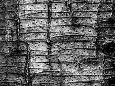 树干树皮上的地表纹理和战壕摘要果皮生活灰色植物木头裂缝风化森林生态图片