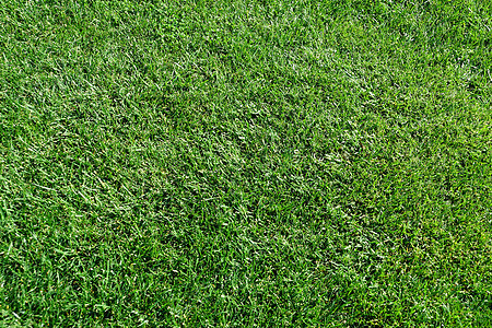 背景密闭时背景绿草纹质地土地草地生长足球游戏公园场地生态娱乐草皮图片