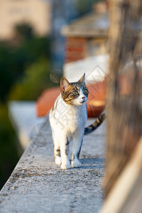 无家可归的猫坐在建筑露天露天露天平台上院子房子毛皮地面露台宠物小猫猫咪眼睛太阳图片