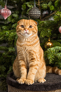 苏格兰fold红猫坐在圣诞树附近眼睛小猫假期新年动物宠物卡片注意力猫科动物兽医图片