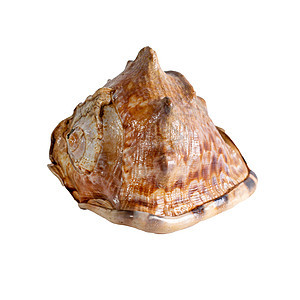 白色背景的海壳被孤立 美丽的贝壳孤独海滩时间头盔热带蜗牛生活螺旋海螺海洋图片