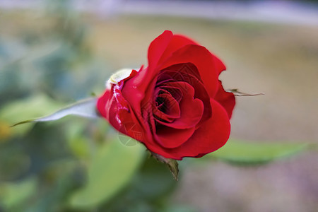 绿色背景的红玫瑰紧贴宏观玫瑰礼物花瓣花束美丽假期植物群庆典园艺图片
