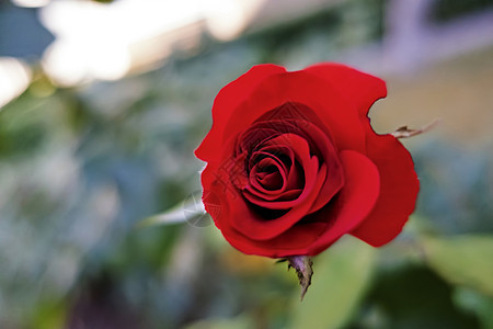 绿色背景的红玫瑰紧贴假期热情庆典宏观花园礼物园艺植物花瓣植物群图片