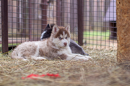 关上笼子里看着的哈斯基小狗狗动物小狗宠物栅栏生活毛皮摄影孤独酒吧兽医图片