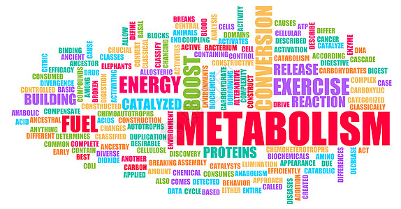 新陈代谢生物学身体消化平衡减肥饮食腹部重量运动营养图片