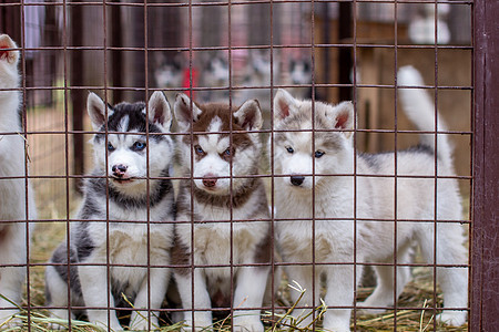 关上笼子里看着的哈斯基小狗狗宠物眼睛栅栏生活主题小狗孤独兽医犬类动物图片