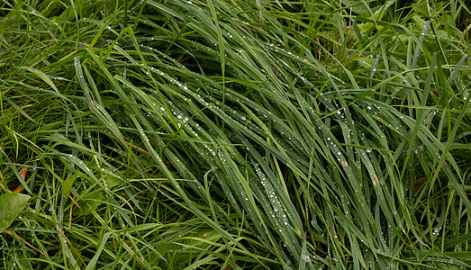在夏日的青草上撒下雨滴蓝色叶子太阳草本植物液体季节花园环境生长草地图片
