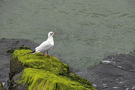 海边岩石上的海鸥蓝色旅行荒野收藏翅膀野生动物海鸟海洋自由艺术图片