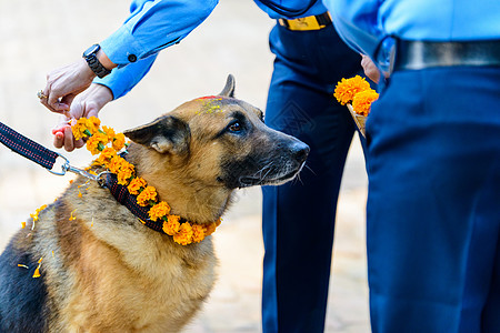 尼泊尔加德满都的Kukur Tihar狗节警察粉末万寿菊节日宠物花环红色崇拜脖子仪式图片