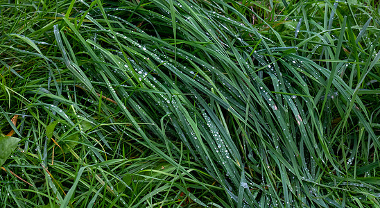 在夏日的青草上撒下雨滴太阳生活生长液体场地季节草地环境植物蓝色图片