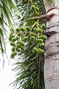 阿雷卡坚果棕榈 贝特尔豆收获草本植物叶子热带团体草本水果植物学儿茶农业图片