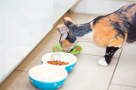 猫与羊毛 在厨房吃食物幸福三色外星人大耳朵良种宠物捕食者皱纹明信片动物图片