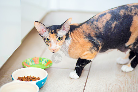 猫与羊毛 在厨房吃食物小猫捕食者幸福皱纹怪物外星人三色良种明信片动物图片