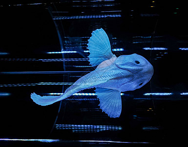 来自马里亚纳海沟的小鱼模型海洋艺术技术危险动物蓝色高清图片