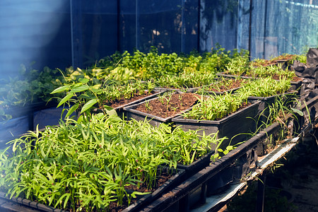 温室种植 几个工厂的栽培零售家居摄影种子蔬菜植物生长水果花园房子图片