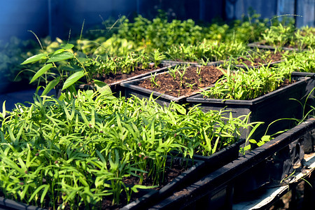温室种植 几个工厂的栽培生长绿色房子零售农场植物摄影植物学苗圃叶子背景图片