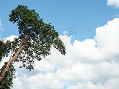 云和天空背景的绿树环境地毯木头晴天蓝色生态公园地球树枝天空图片