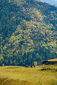 马在阿尔泰山的山丘中草原上吃草夫妻晴天场地丘陵山坡山脉苔藓农村动物环境图片