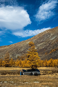 Altai山一棵树下面的SUV 乘车旅行太阳驾驶阳光曲线活力车辆家庭汽车森林技术图片