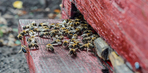在蜂蜜入口处靠近蜜蜂——许多蜜蜂进入蜂巢图片