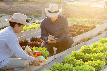 两个年轻的年青男子 检查和拾取有机新鲜蔬菜花园收成商业温室采摘树叶质量农业沙拉市场图片
