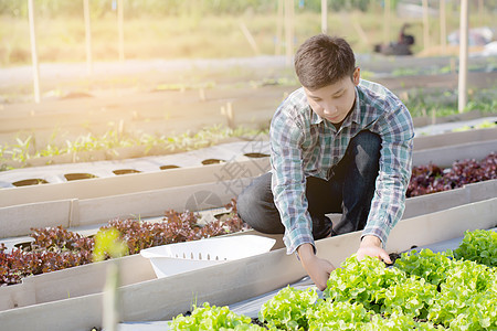 年轻亚洲男子农民 检查新鲜有机蔬菜食用室花园工作质量营养职业收成沙拉环境商业水培图片