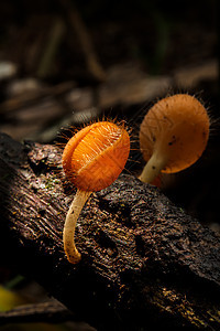 香槟蘑菇菌类植物群荒野植物食物叶子土壤生长热带苔藓图片