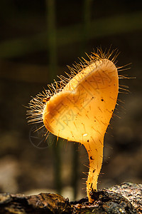 香槟蘑菇环境植物生长菌类荒野植物群苔藓季节叶子蔬菜图片