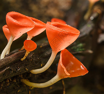 香槟蘑菇食物荒野植物热带公园生长环境苔藓季节菌类图片