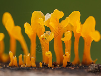 黄蘑菇特写图片